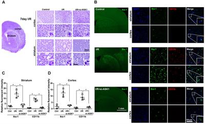 Regulation of Microglia and Macrophage Polarization via Apoptosis Signal-Regulating Kinase 1 Silencing after Ischemic/Hypoxic Injury